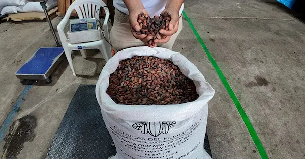 Cómo asegurar la calidad del cacao durante la exportación