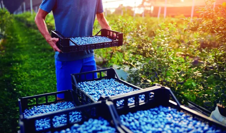 Exportación de arándanos en el Perú