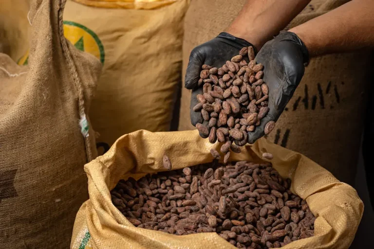 Exportación de cacao Guía completa para llevar tu producto a mercados internacionales