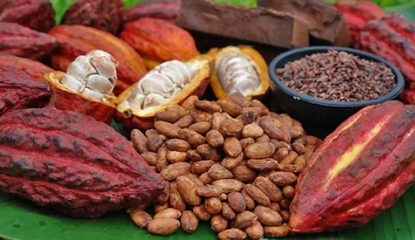 Proceso paso a paso para la exportación de cacao