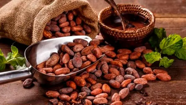 Qué debes saber antes de iniciar la exportación de cacao